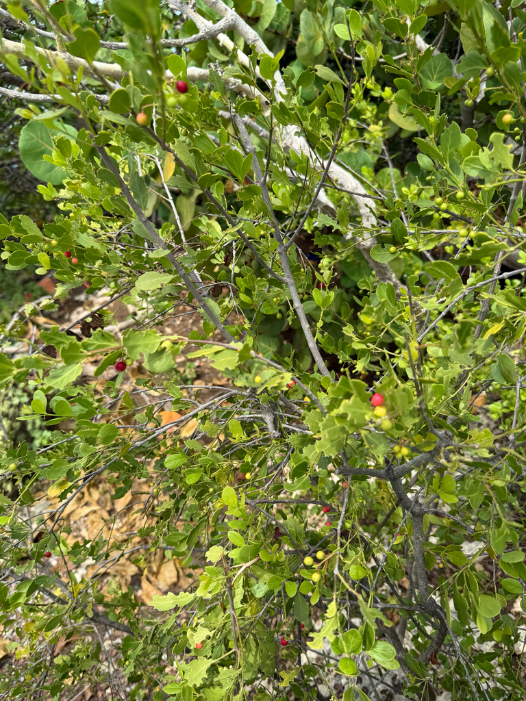 Plaka chikitu — Crossopetalum rhacoma