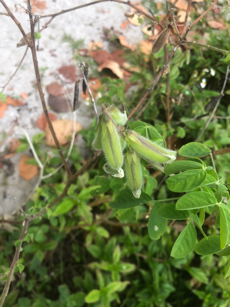 Behaarde peulen en bladeren van Crotalaria incana in Florida.