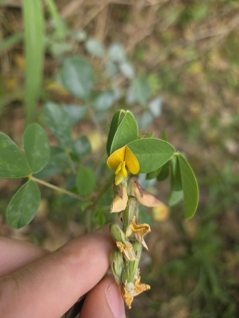 Maraca — Crotalaria incana