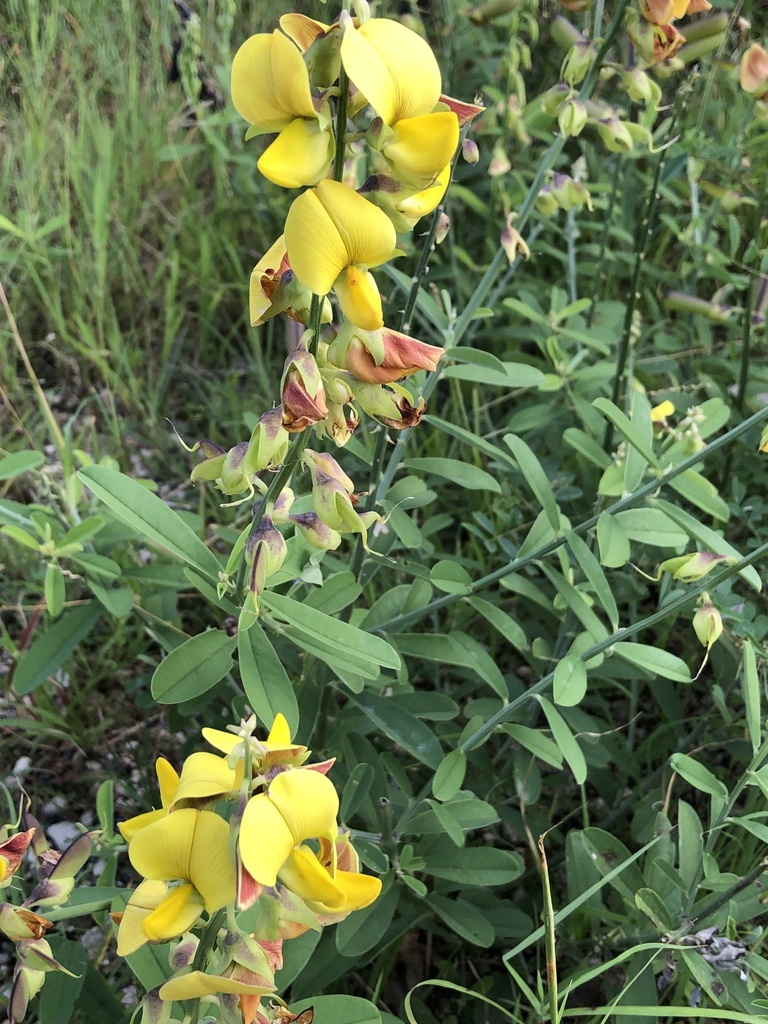 Bonchi totolica — Crotalaria retusa
