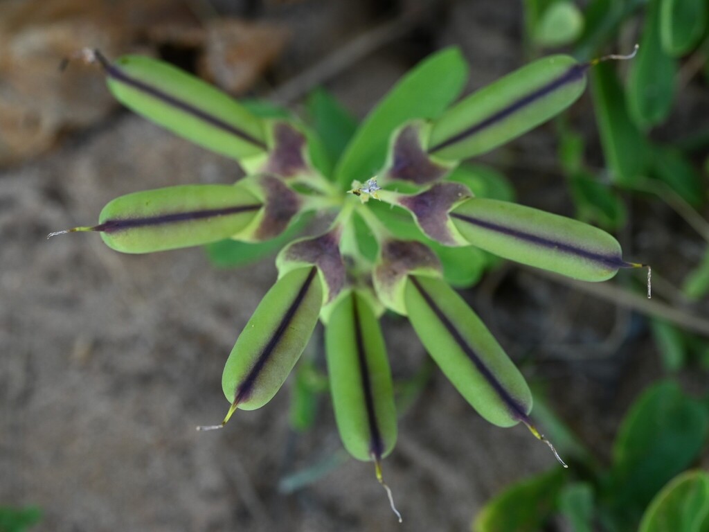 Gladde groene peulen van Crotalaria retusa op Guadeloupe.