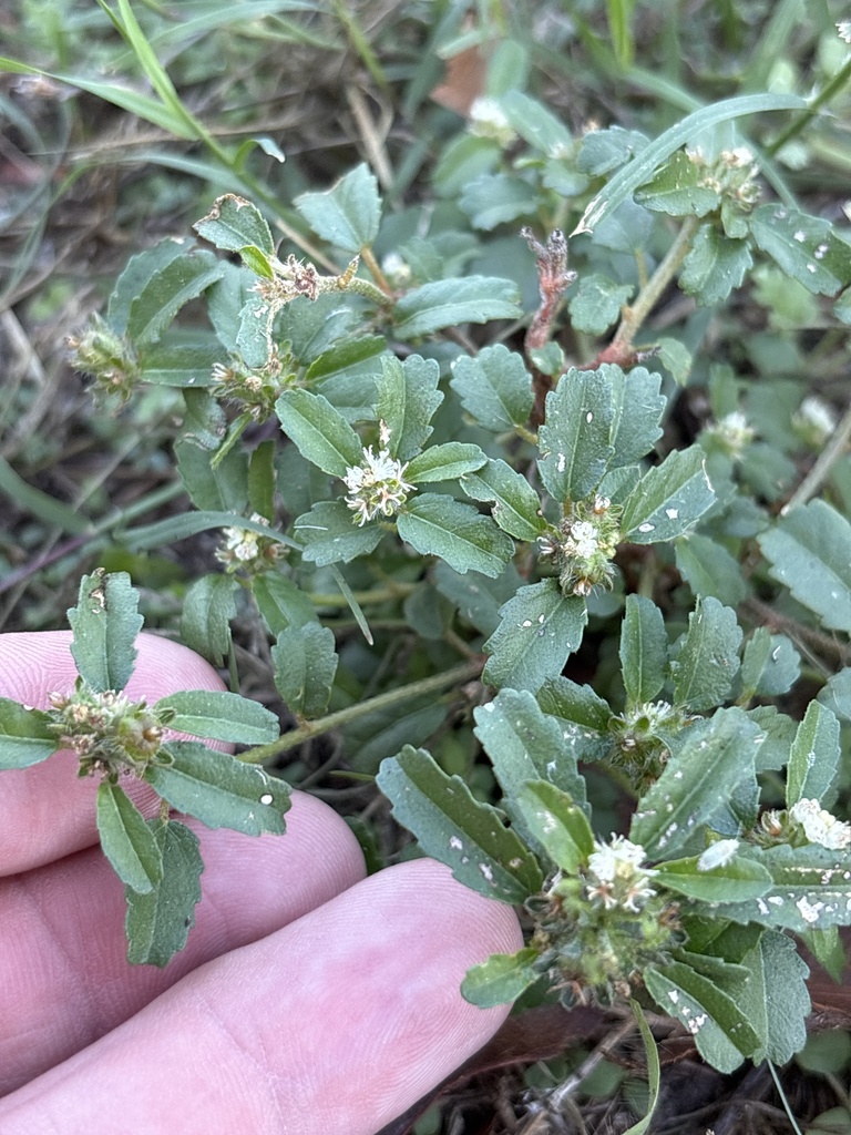 Getande bladeren en kleine bloeiwijzen van Croton glandulosus.