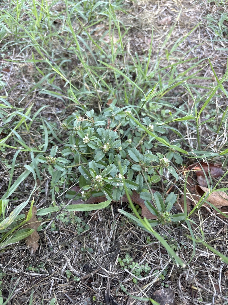 Yerba di kareta — Croton glandulosus