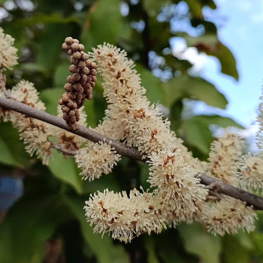 Witte bloemen van Croton niveus bij Santa Marta, Colombia.