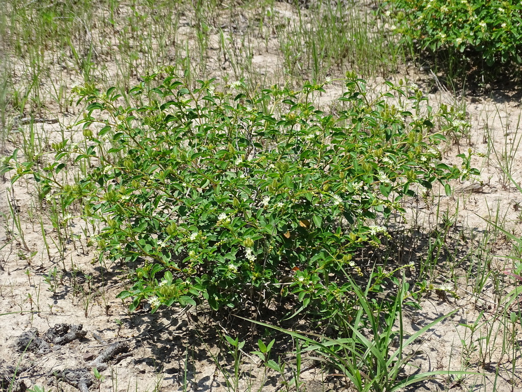 Yerba di seru — Croton ovalifolius