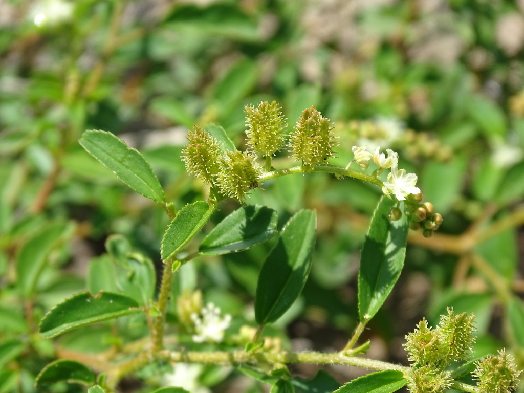 Behaarde jonge doosvruchten en witte bloemen van Croton ovalifolius.