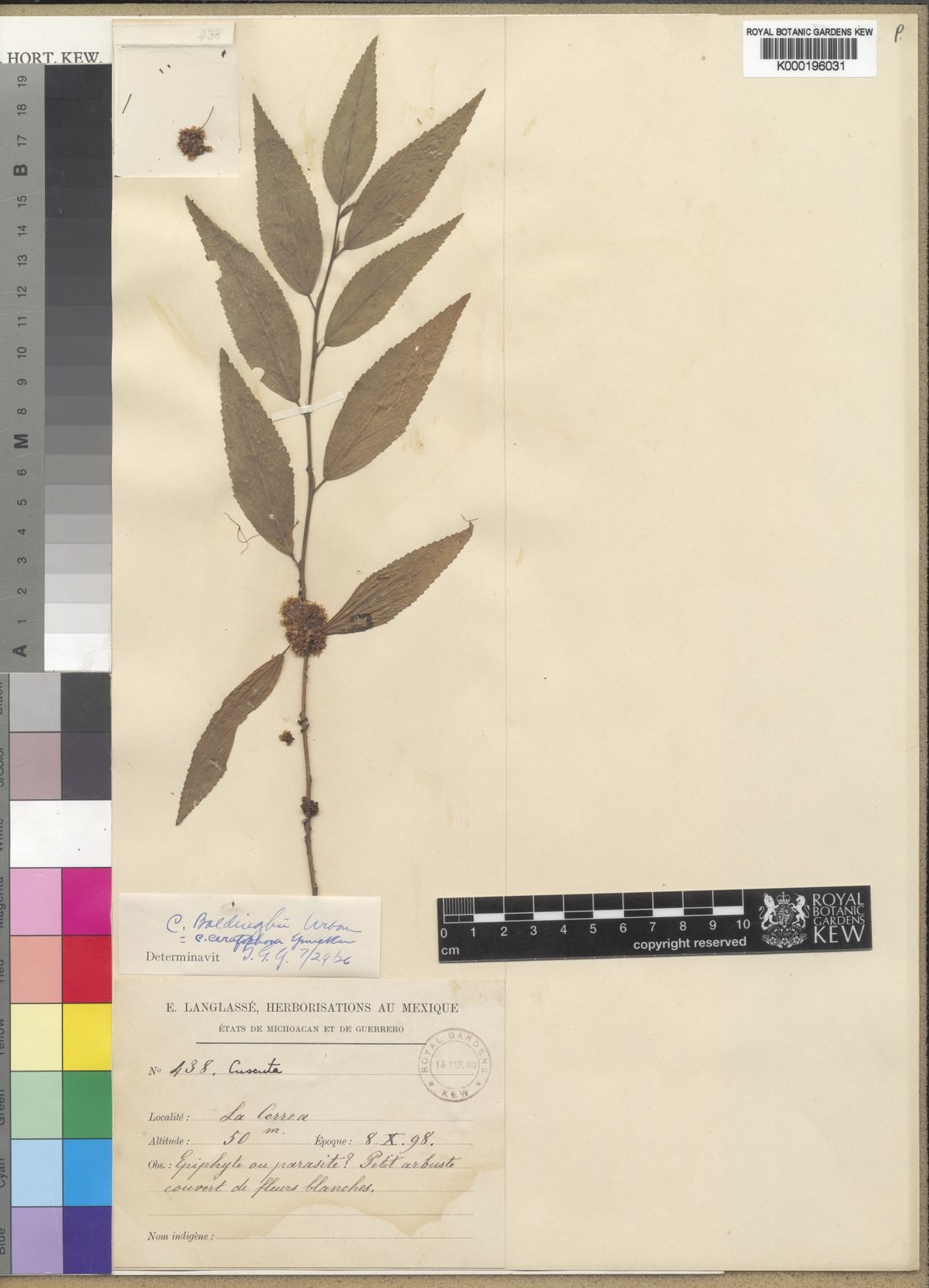 Cuscuta boldinghii — Cuscuta boldinghii
