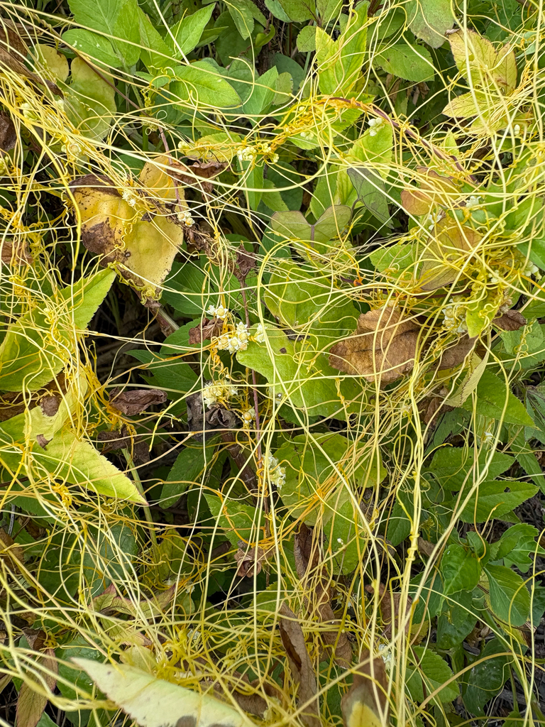 Veldwarkruid — Cuscuta campestris