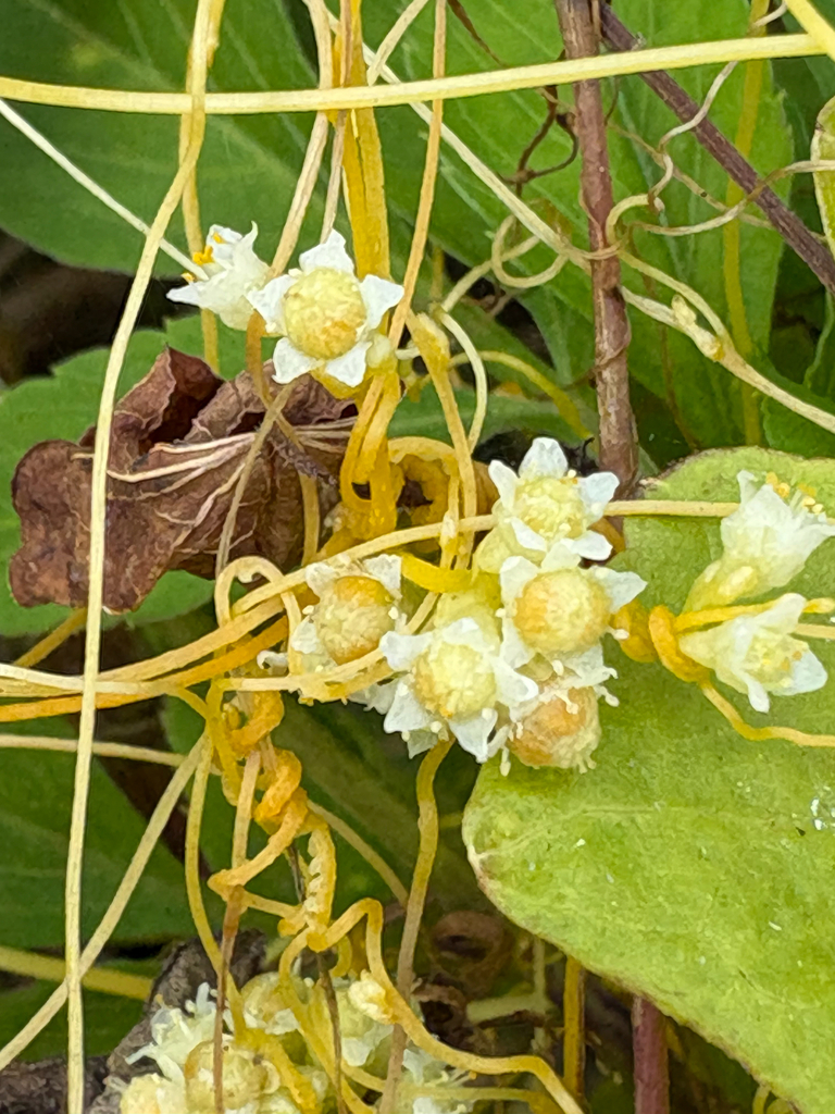Kleine witte bloemen en doosvruchten tussen de gele stengels.