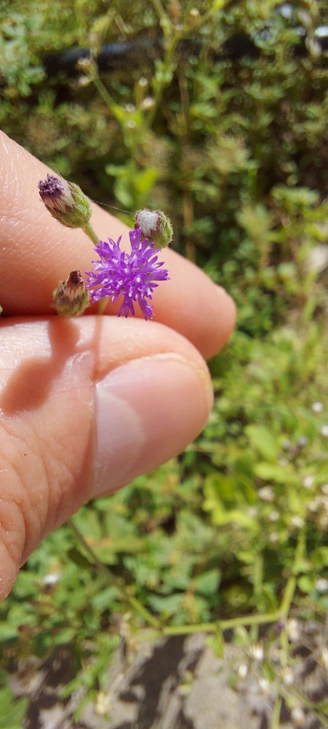 Een lila bloemhoofdje met buisbloempjes op Bonaire.