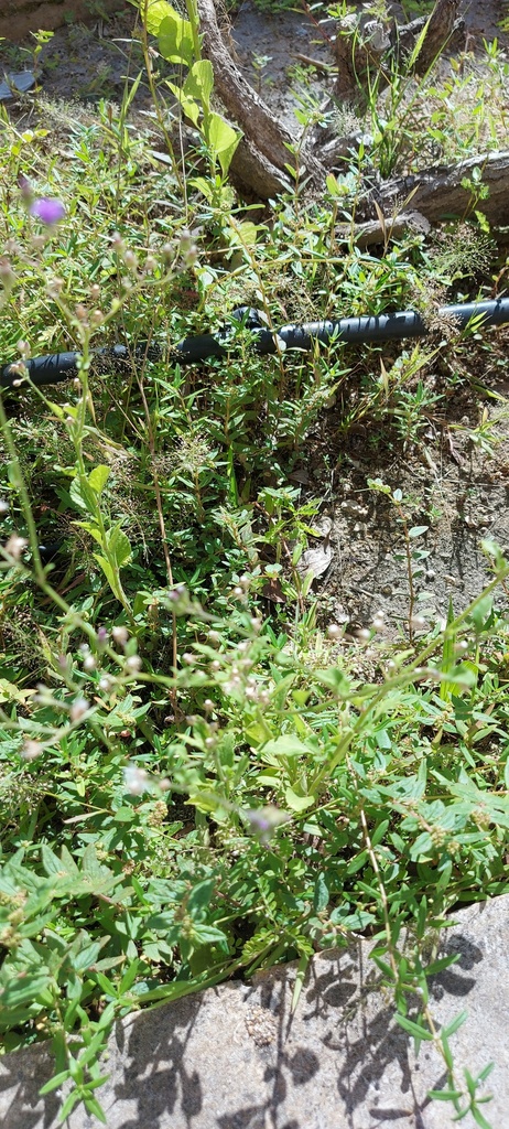 Cyanthillium cinereum — Cyanthillium cinereum