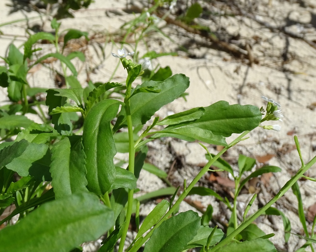 Cakile lanceolata — Cakile lanceolata