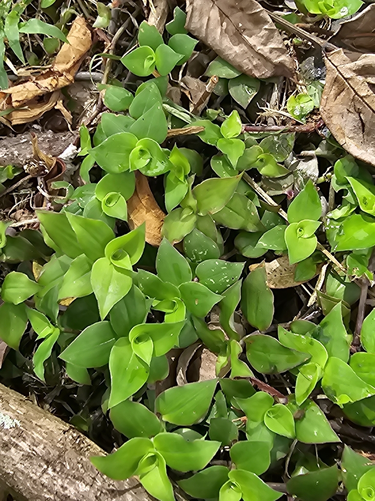Yerba di awa — Callisia repens