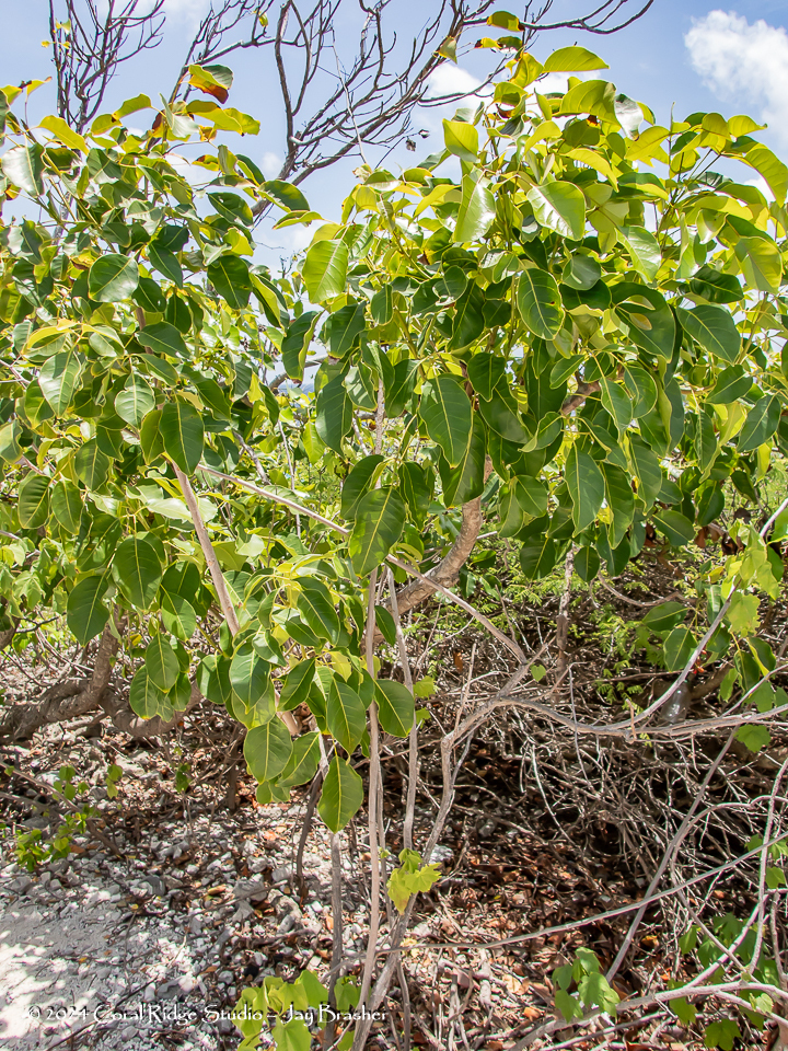 Ceder — Tabebuia heterophylla