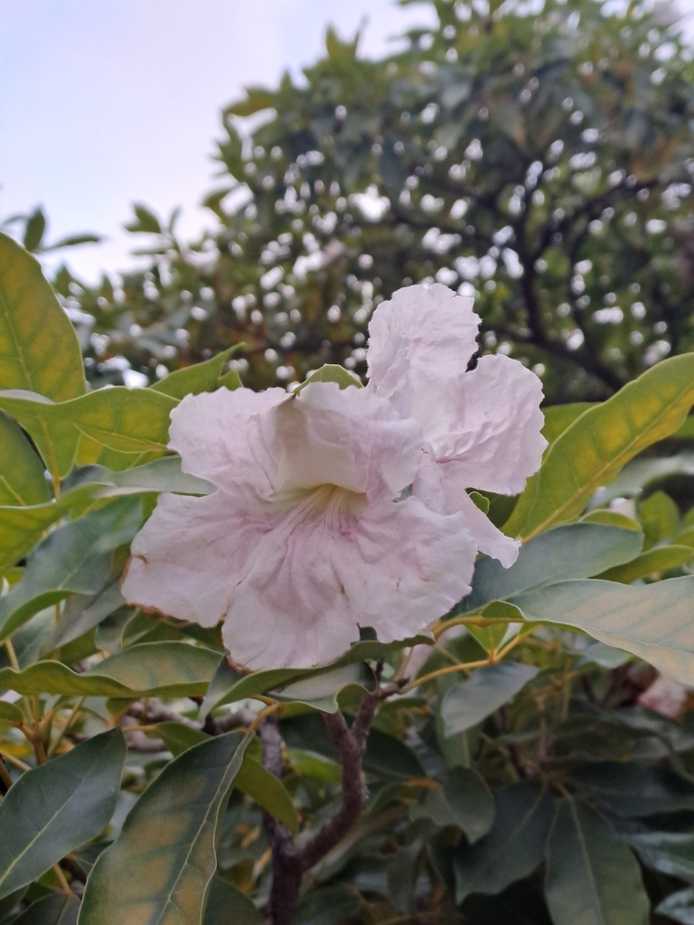 Een zachtroze trompetbloem van Ceder op Curaçao.