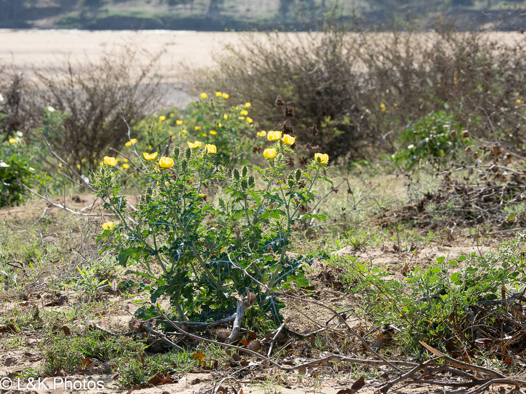 Chimichimi — Argemone mexicana