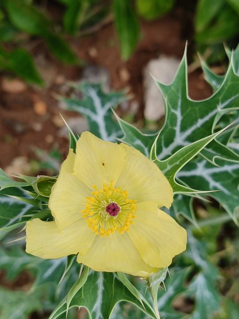 Gele bloem met veel meeldraden, gefotografeerd in India.