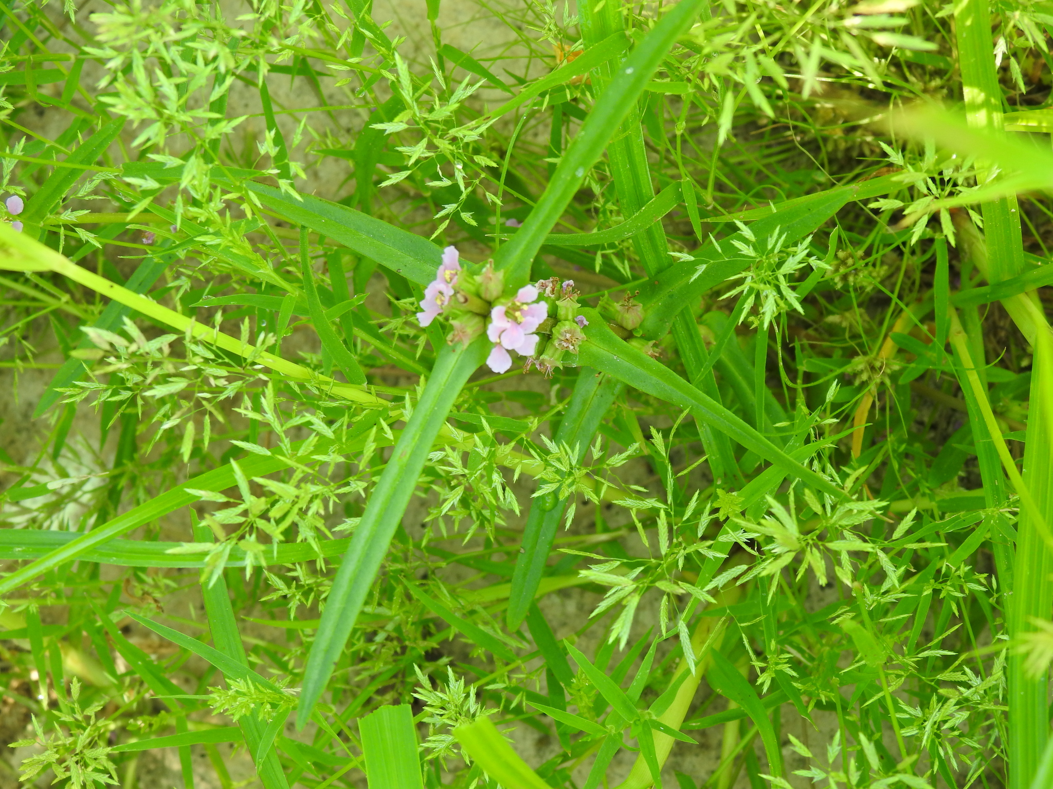 Mata Komblees — Ammannia coccinea