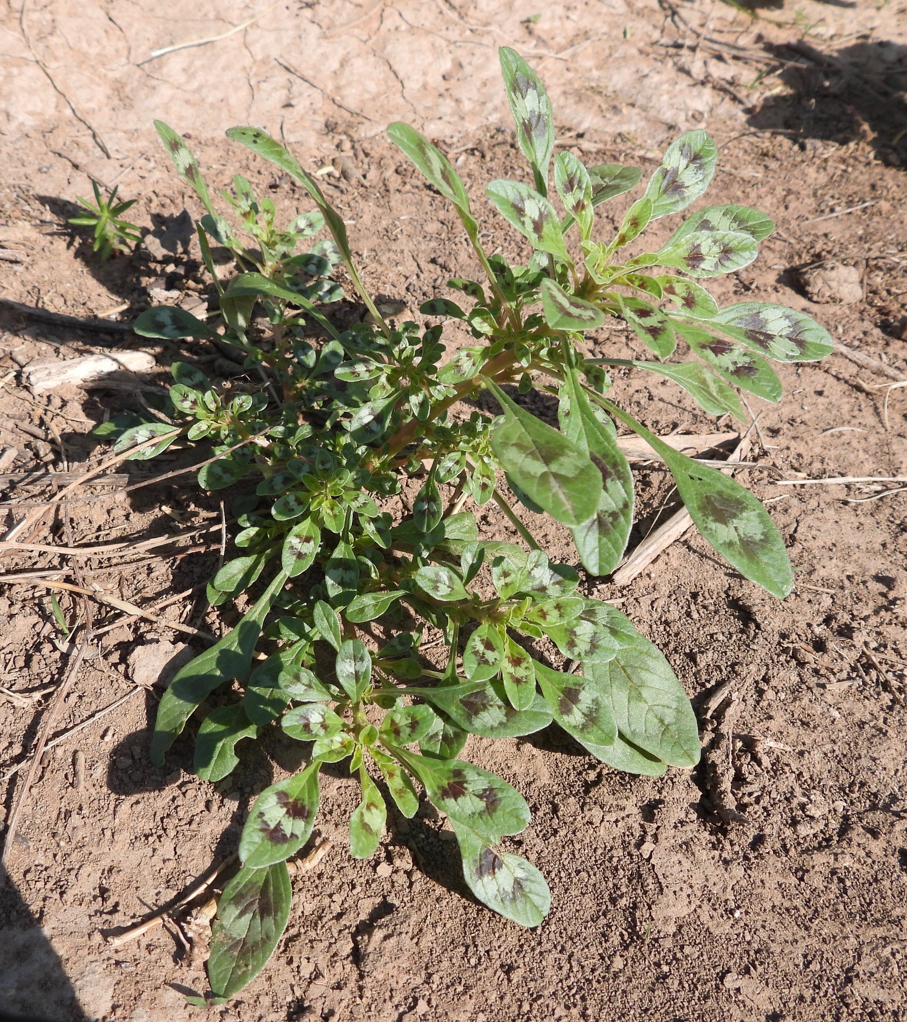 Amaranthus crassipes — Amaranthus crassipes