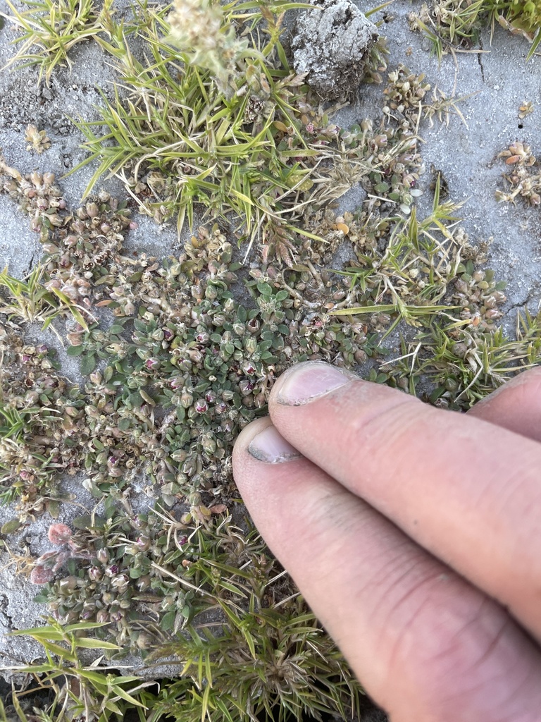 Sesuvium humifusum — Sesuvium humifusum