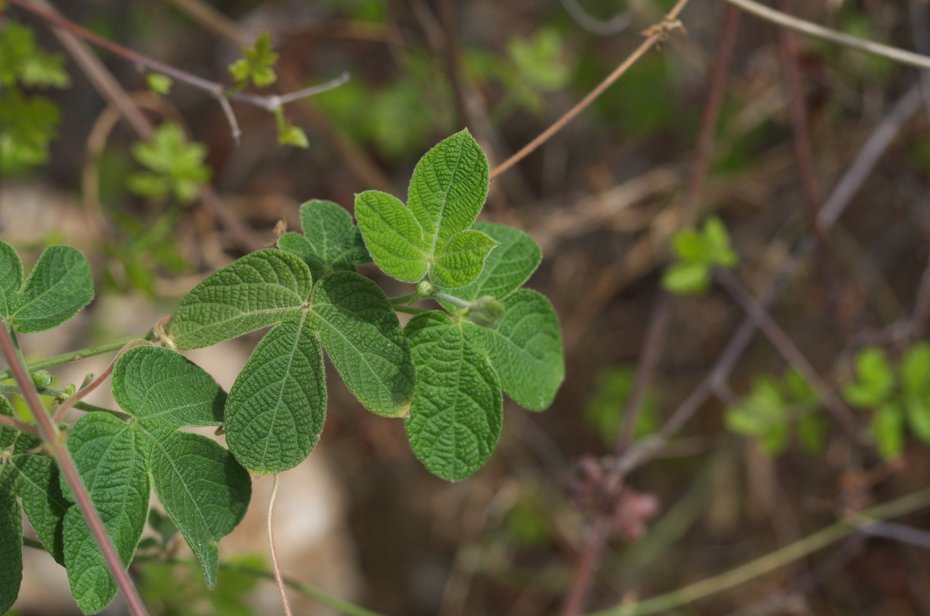 Tres dede — Dalechampia scandens