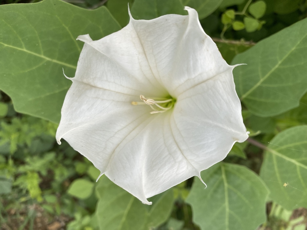 Een geopende witte trompetbloem op Bonaire.