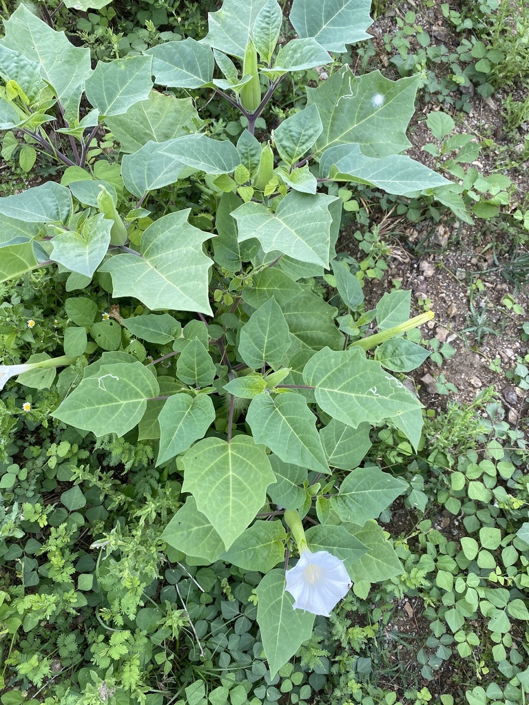 Yerba stinki — Datura innoxia