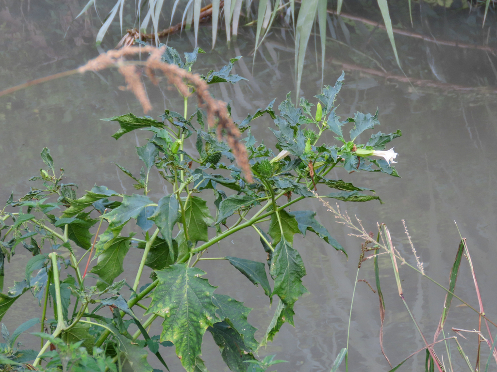 Datura stramonium — Datura stramonium