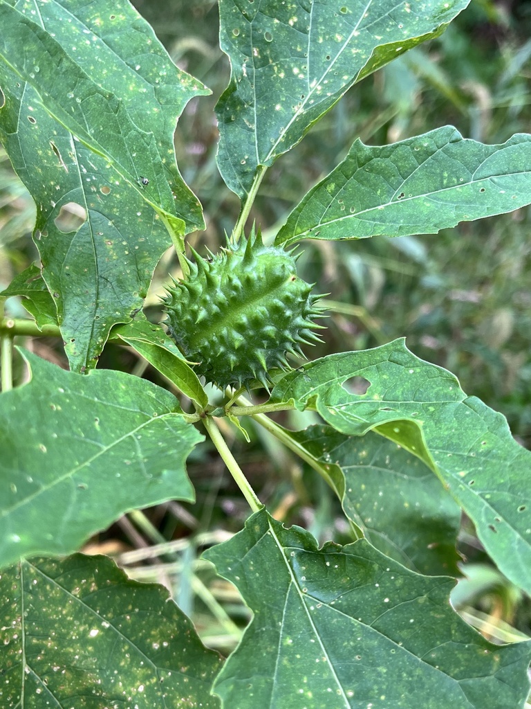 Een groene onrijpe capsule met stekels tussen het getande blad.