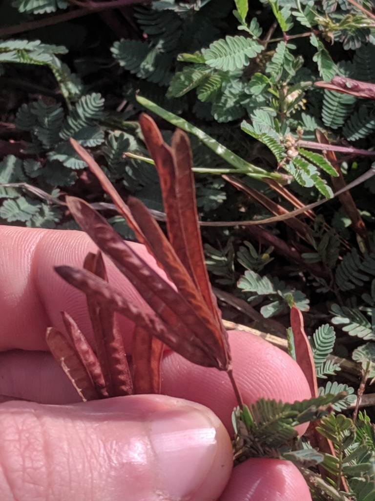 Bruine peulen in een bundel aan dezelfde Arubaanse plant.