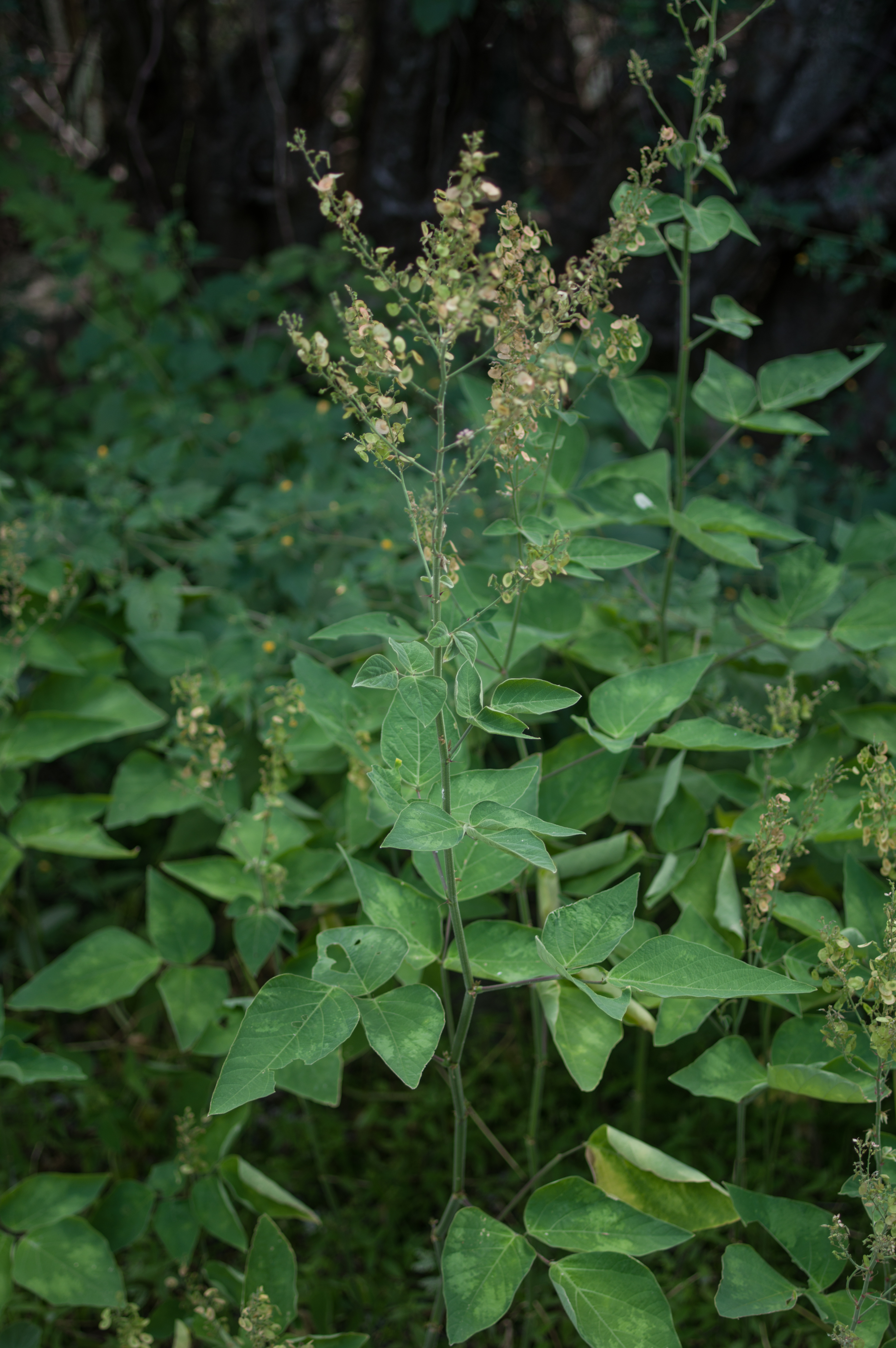 Pik glasko — Desmodium glabrum