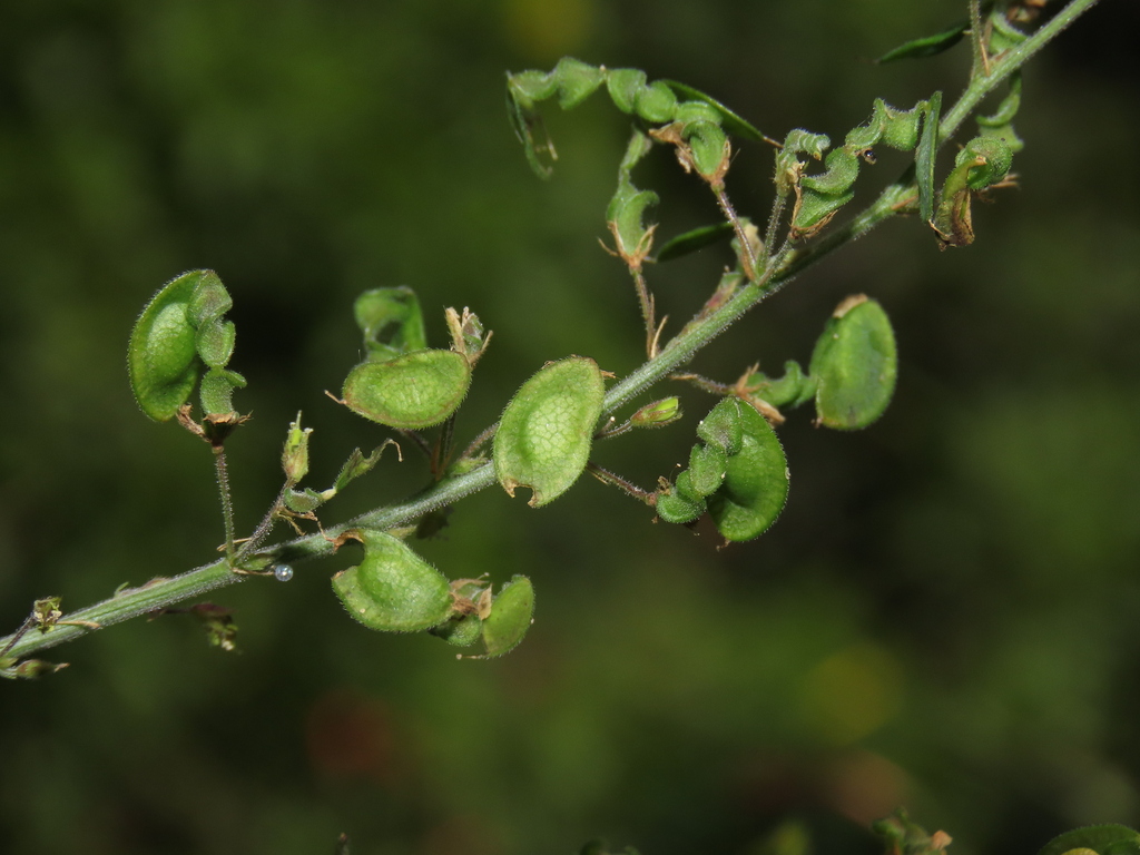 Gelede vruchtjes met een verbreed einddeel aan Desmodium glabrum.