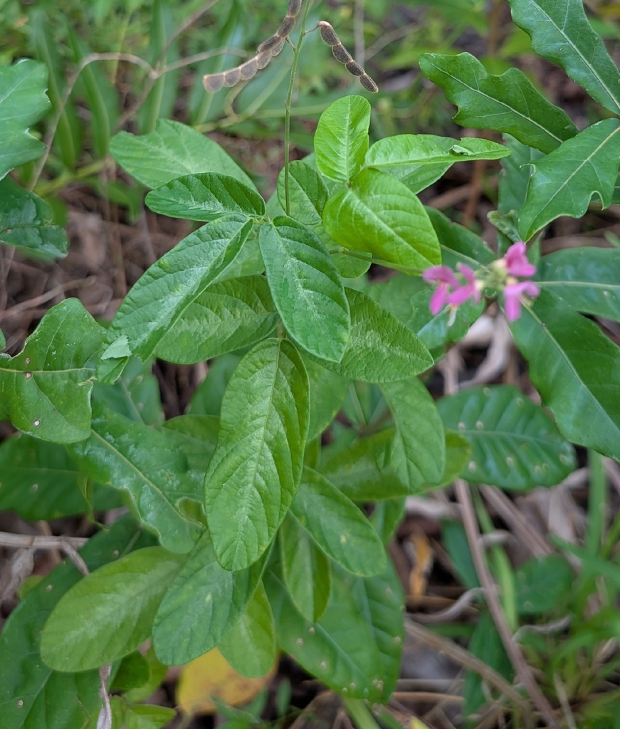 Desmodium incanum — Desmodium incanum