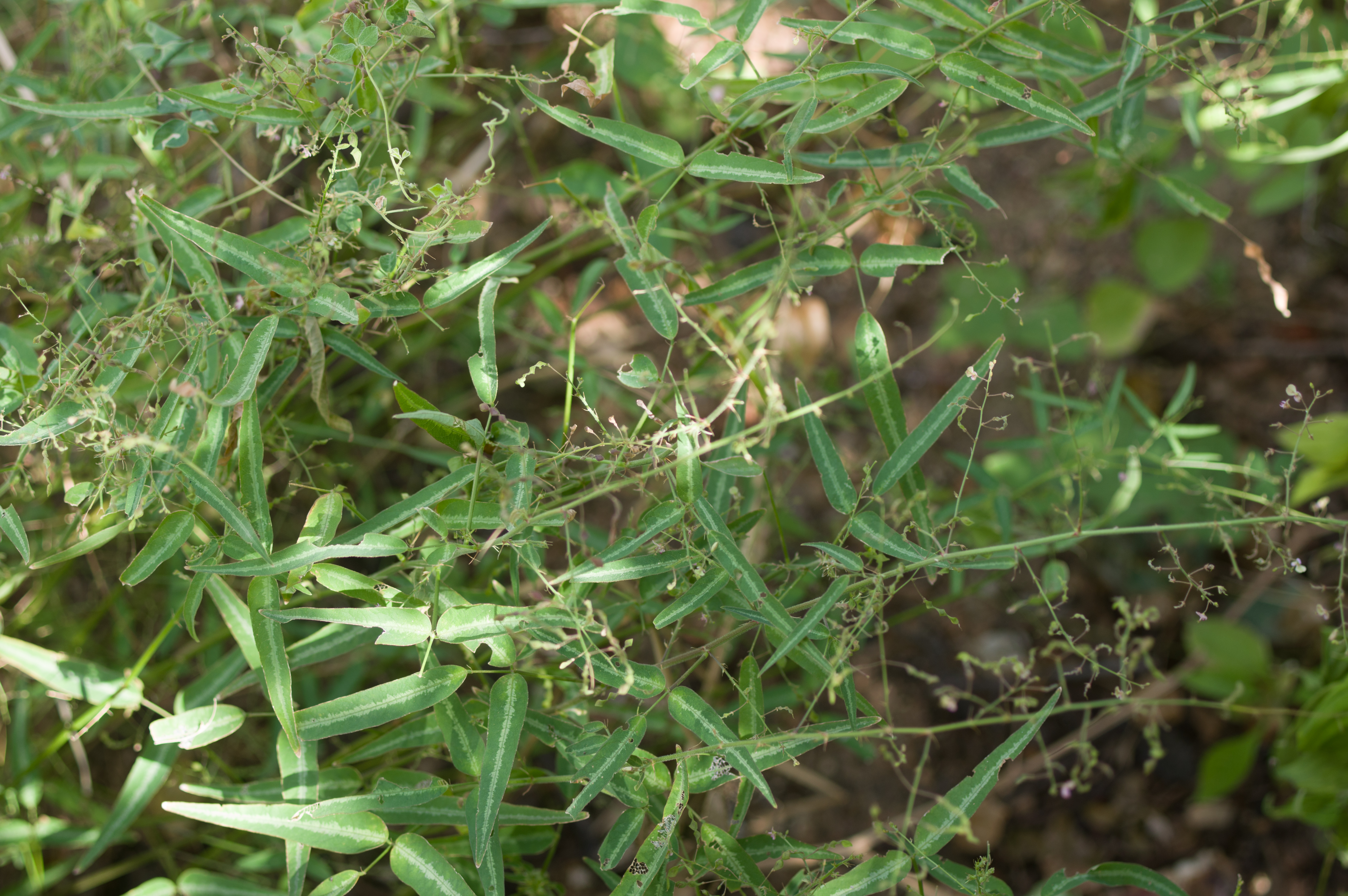 Desmodium procumbens — Desmodium procumbens