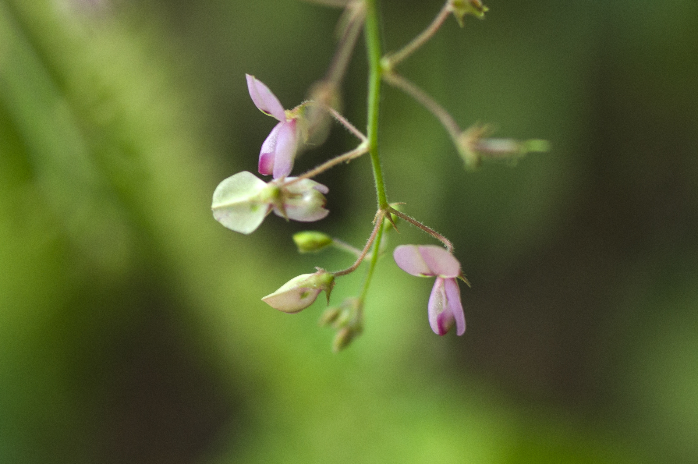 Roze bloemen en jonge gelede peulen bij Grote Knip en Lagun, Curaçao.