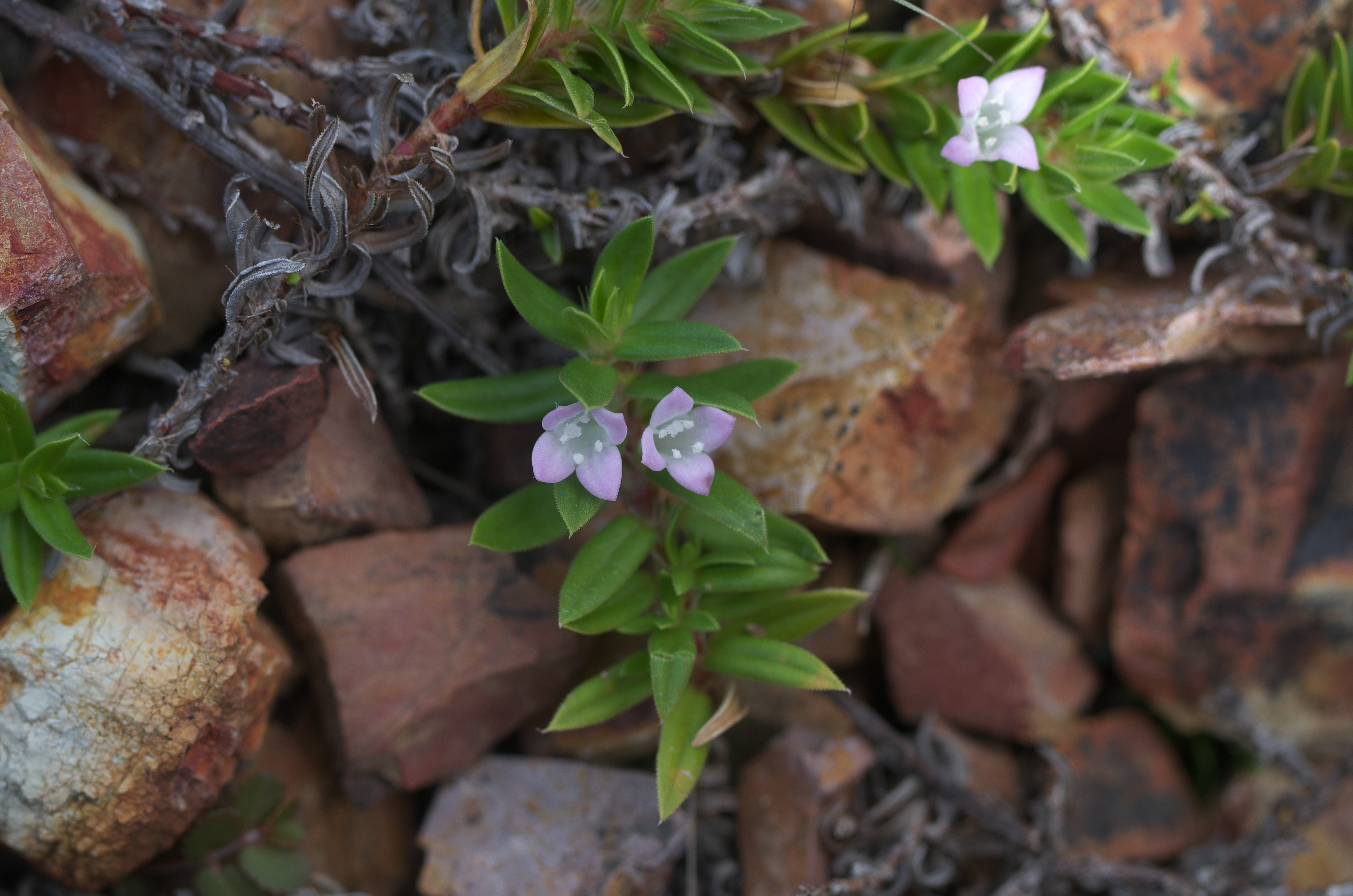 Een lila bloem met vier kroonlobben tussen de smalle bladparen.