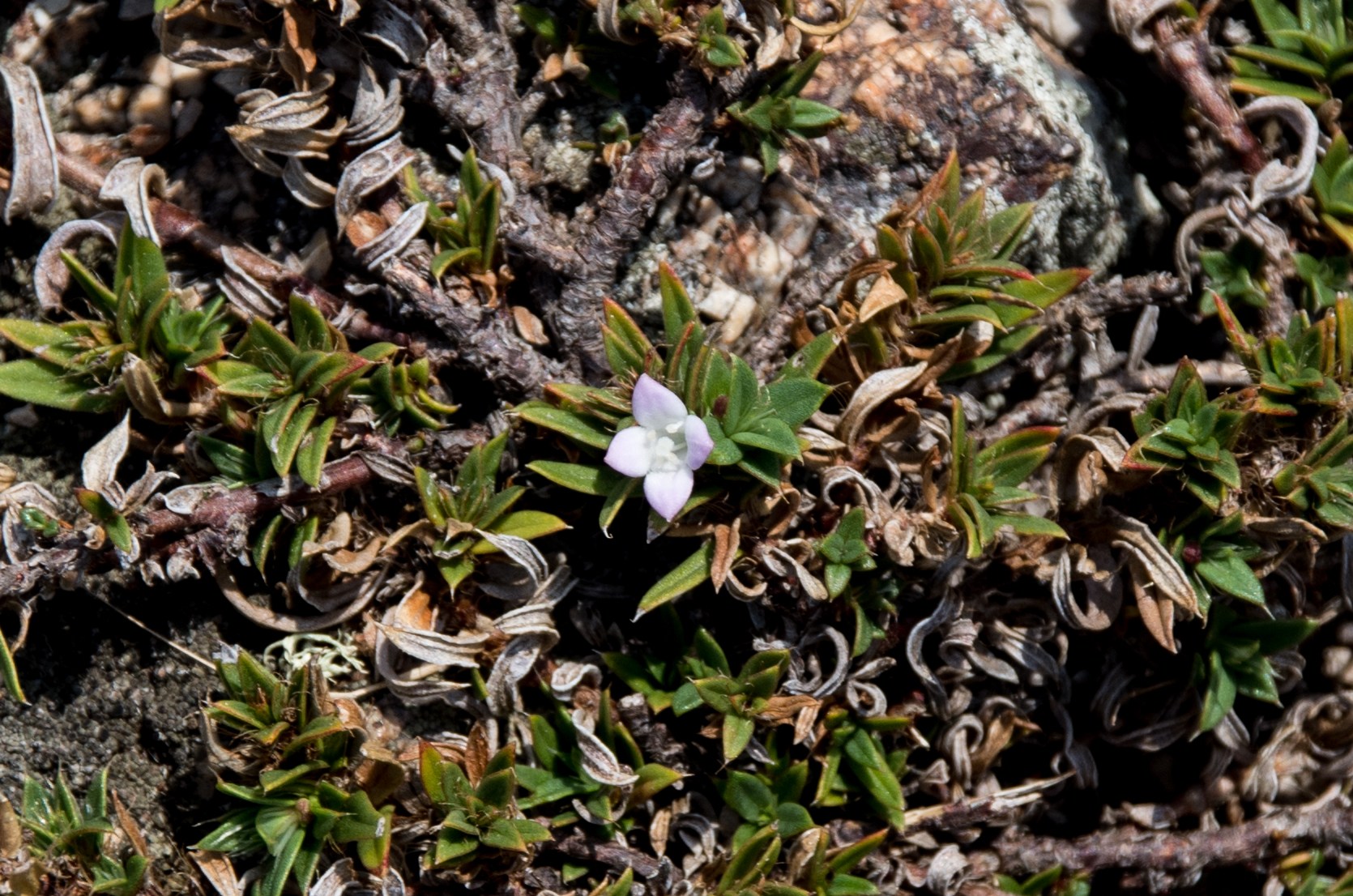 Hexasepalum apiculatum — Hexasepalum apiculatum