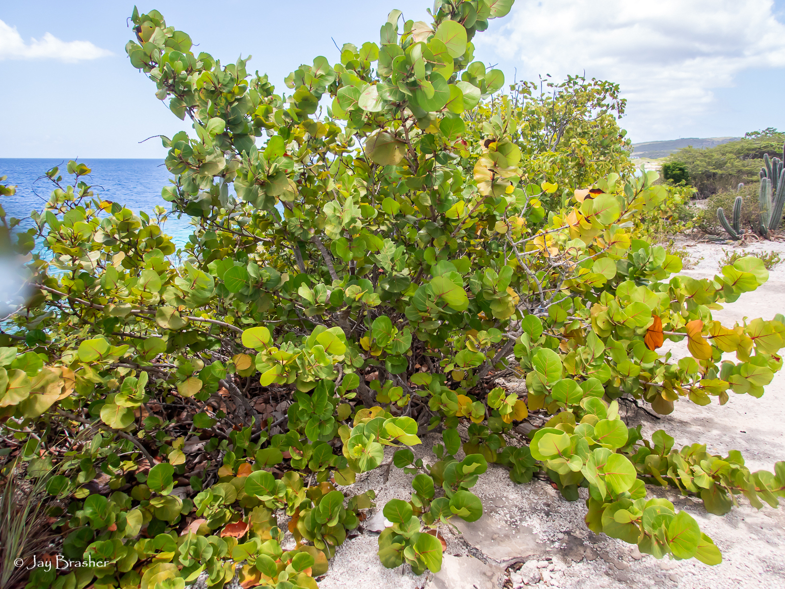 Dreifi di laman — Coccoloba uvifera