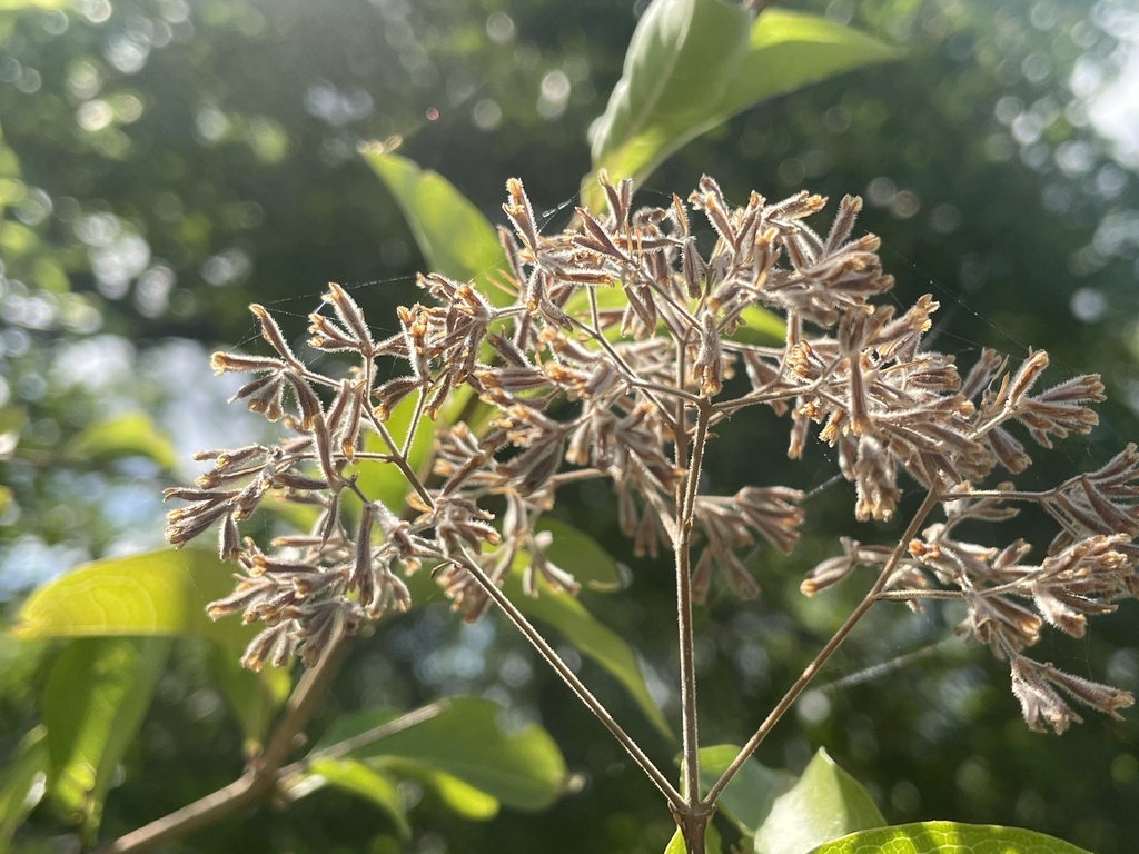 Droge, gespleten vruchtjes van Machaonia ottonis op Curaçao.