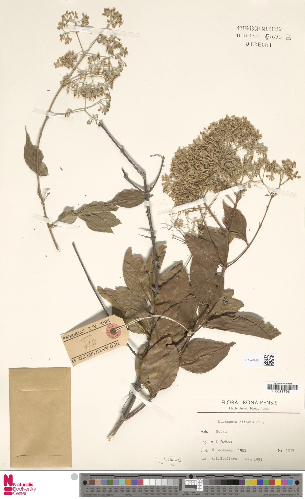 Palu di heru — Machaonia ottonis