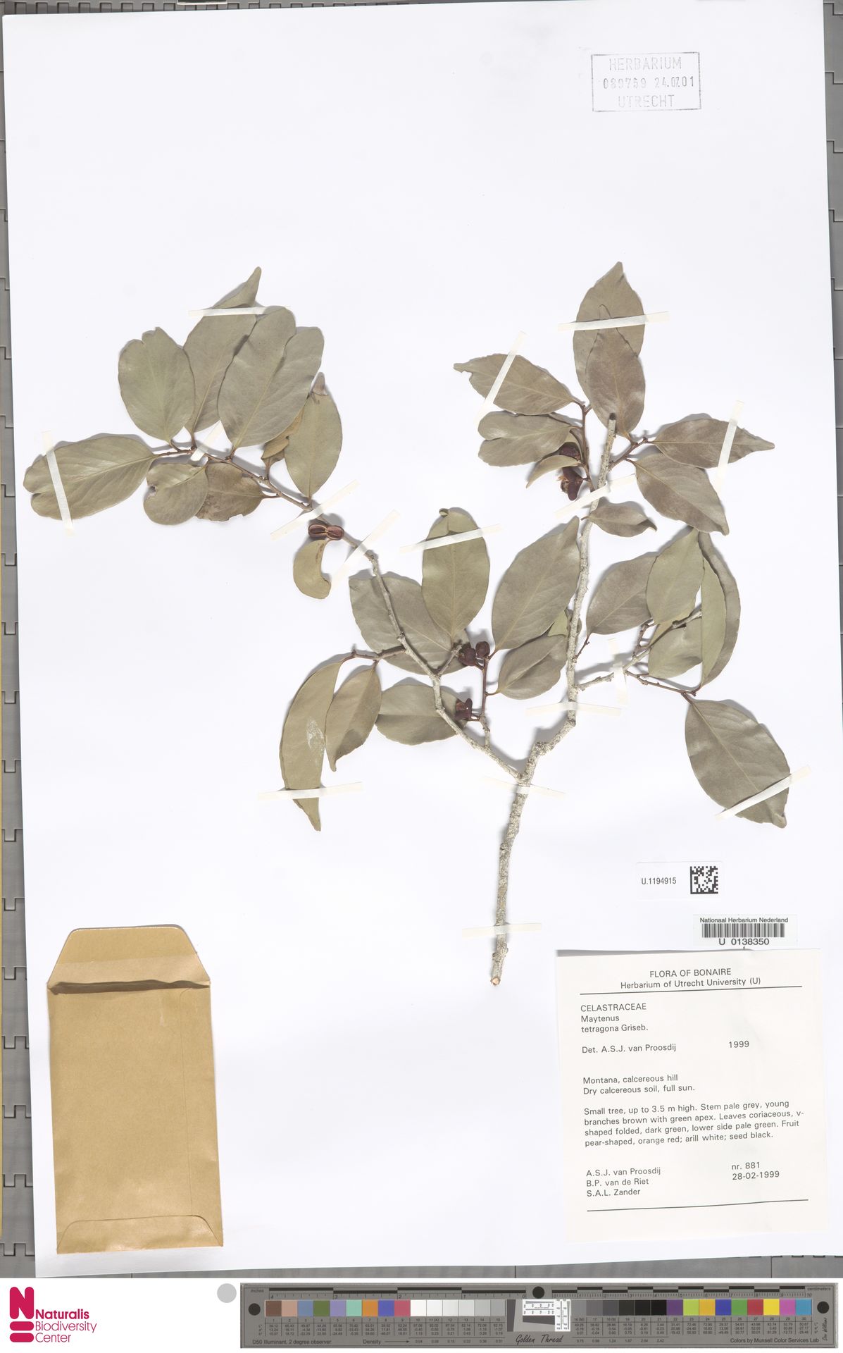 Dakawa — Maytenus sieberiana