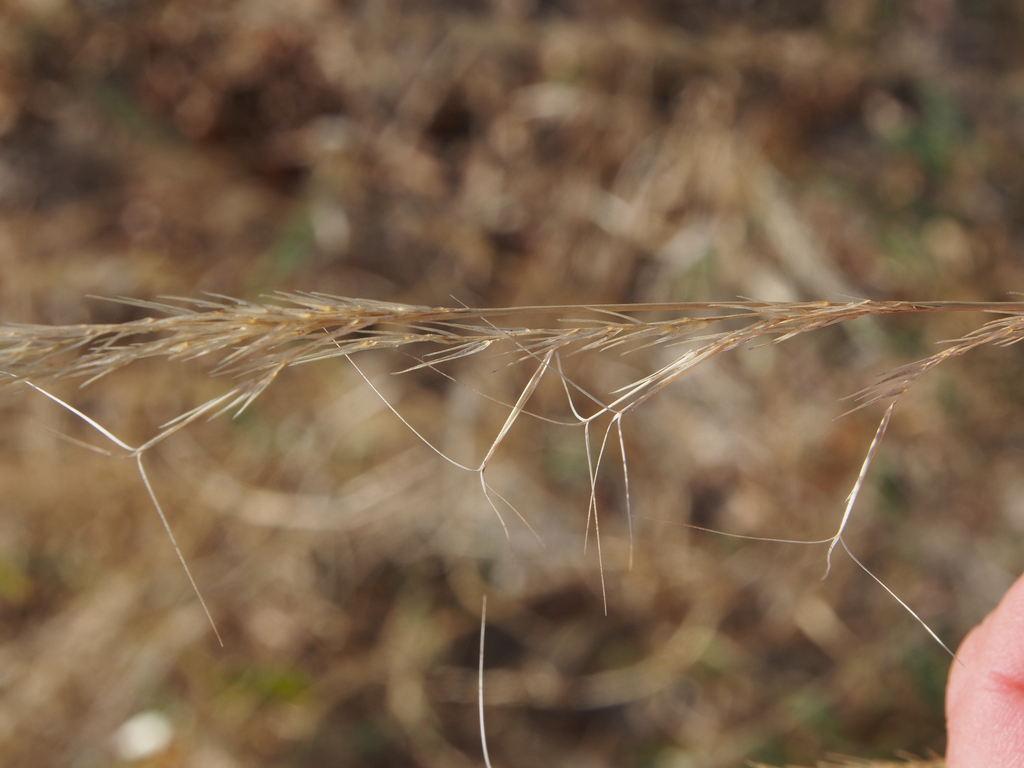 Aristida adscensionis, aartjes en groeivorm in Nxai Pan south camp, Botswana (2014-06-29).