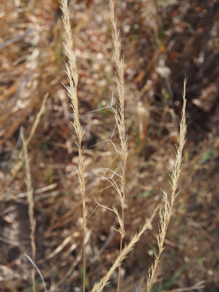 Aristida adscensionis — Aristida adscensionis