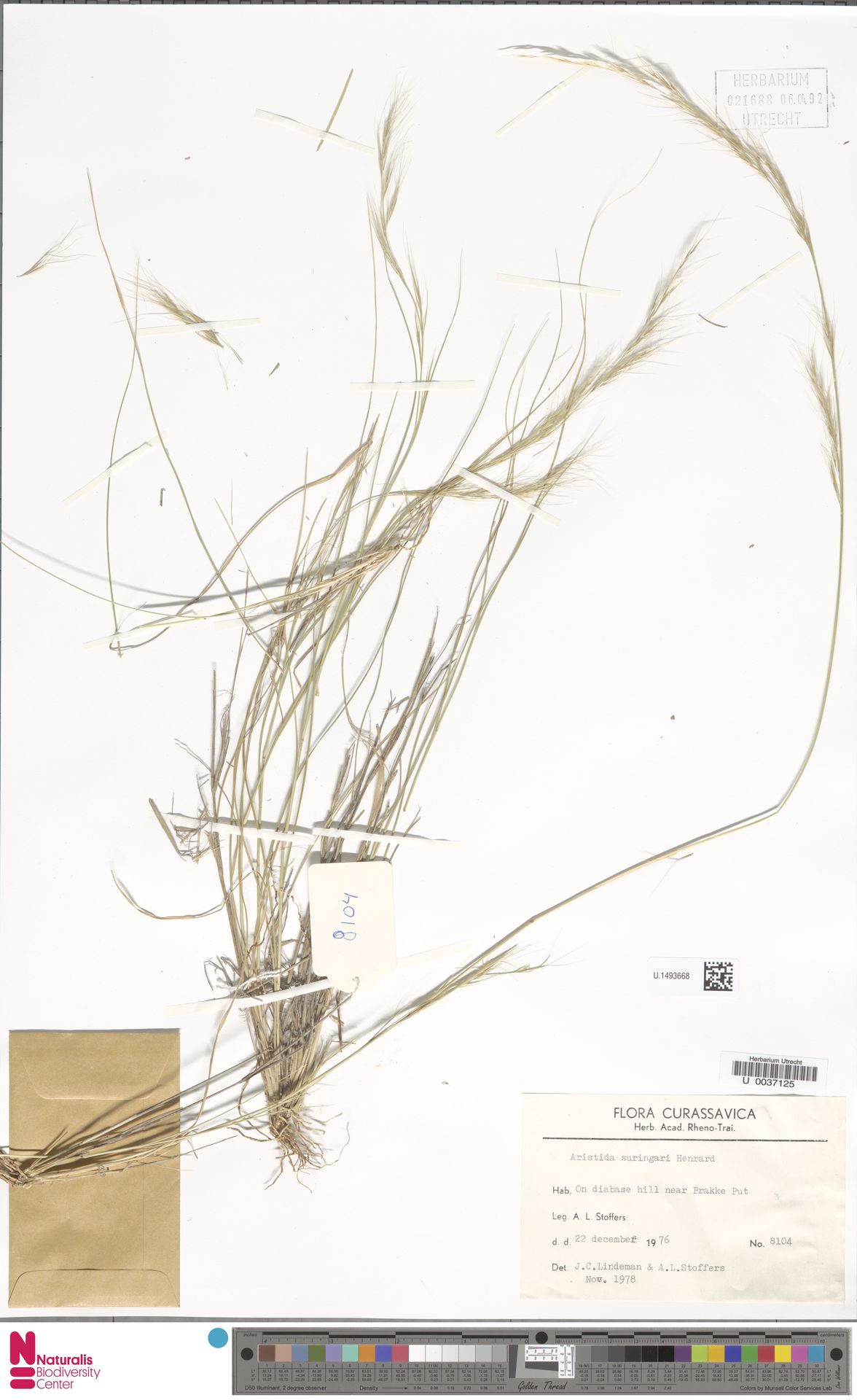 Aristida suringarii: kleurenfoto van bewaard herbariummateriaal U.1493668, verzameld in On diabase hill near Brakke Put., Curaçao (1976-12-22).