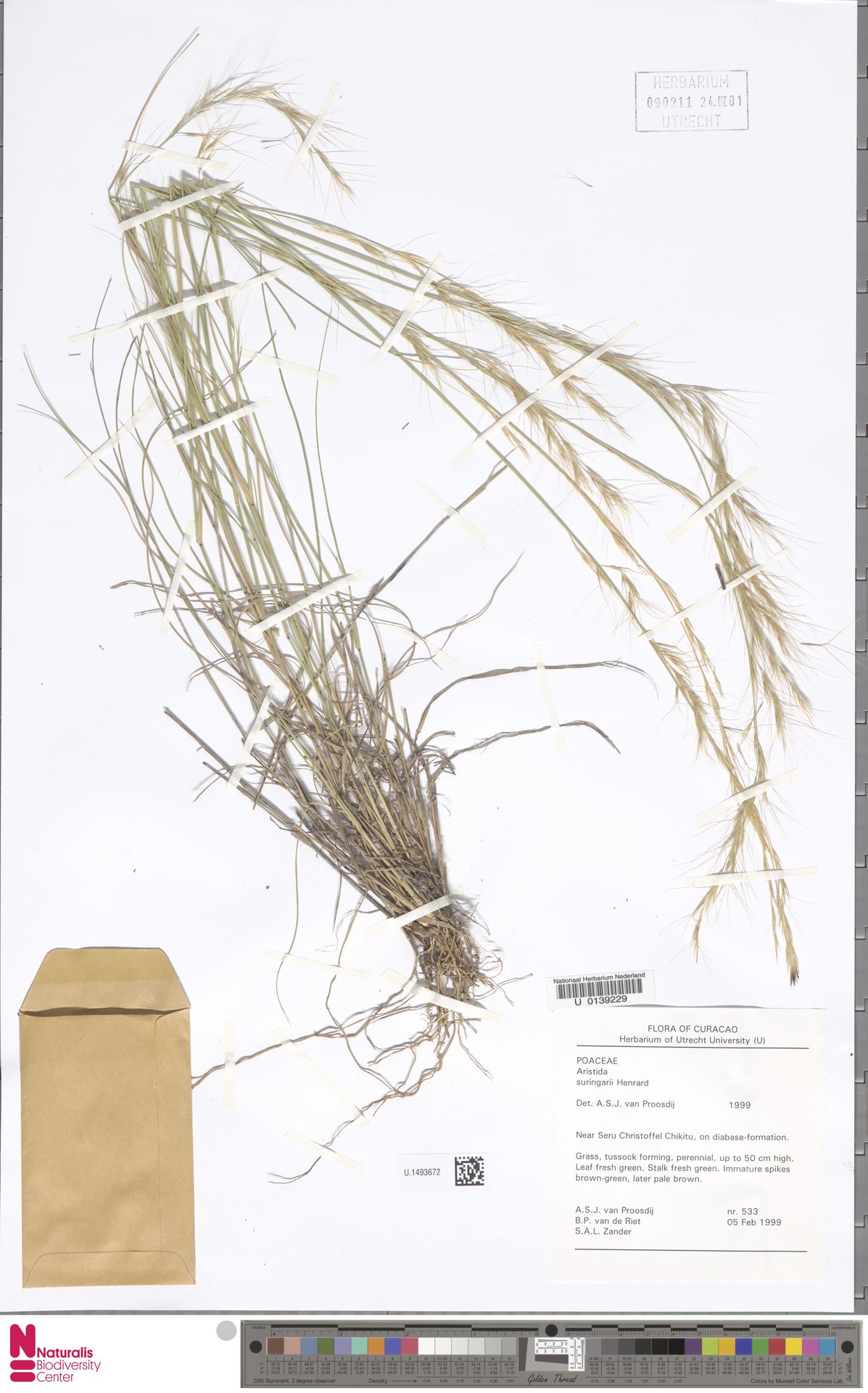 Aristida suringarii — Aristida suringarii