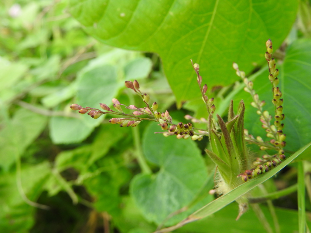 Urochloa fusca, aartjes en groeivorm in Sint Michiel, Curaçao (2023-12-29).