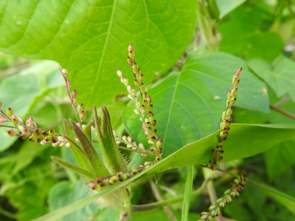 Maishi di totolika — Urochloa fusca