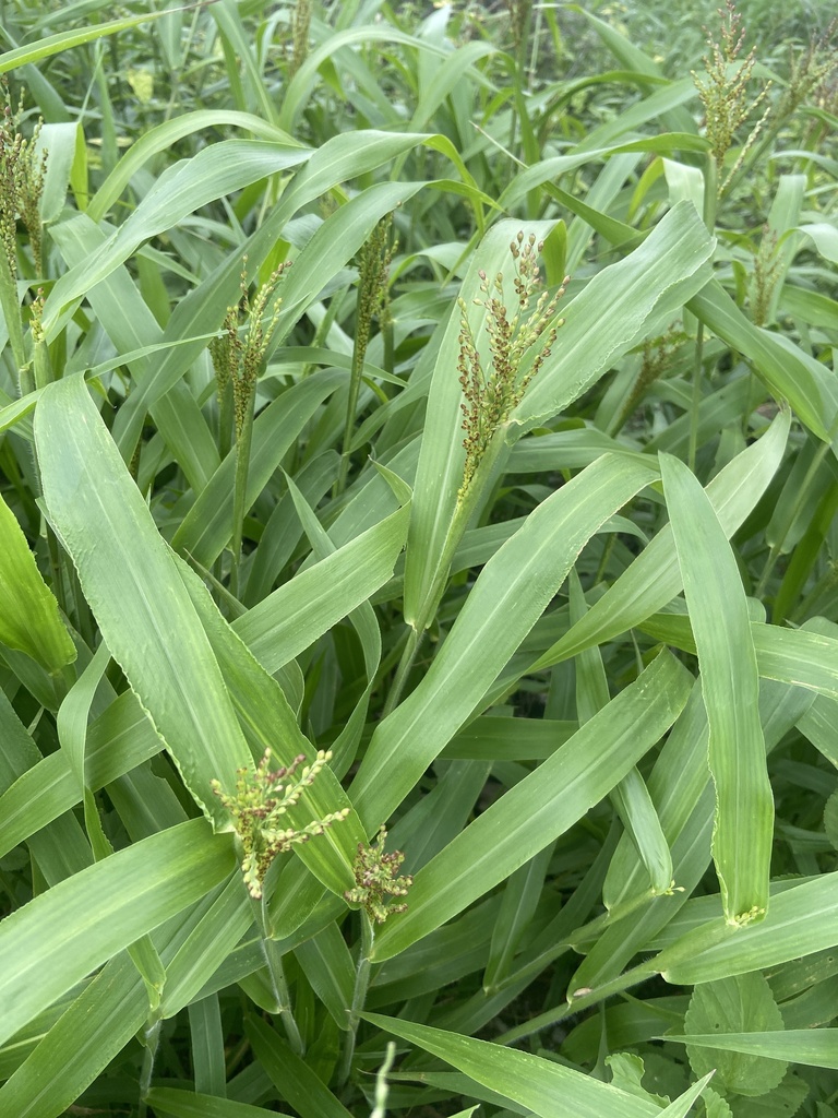Maishi di totolika pretu — Urochloa mollis