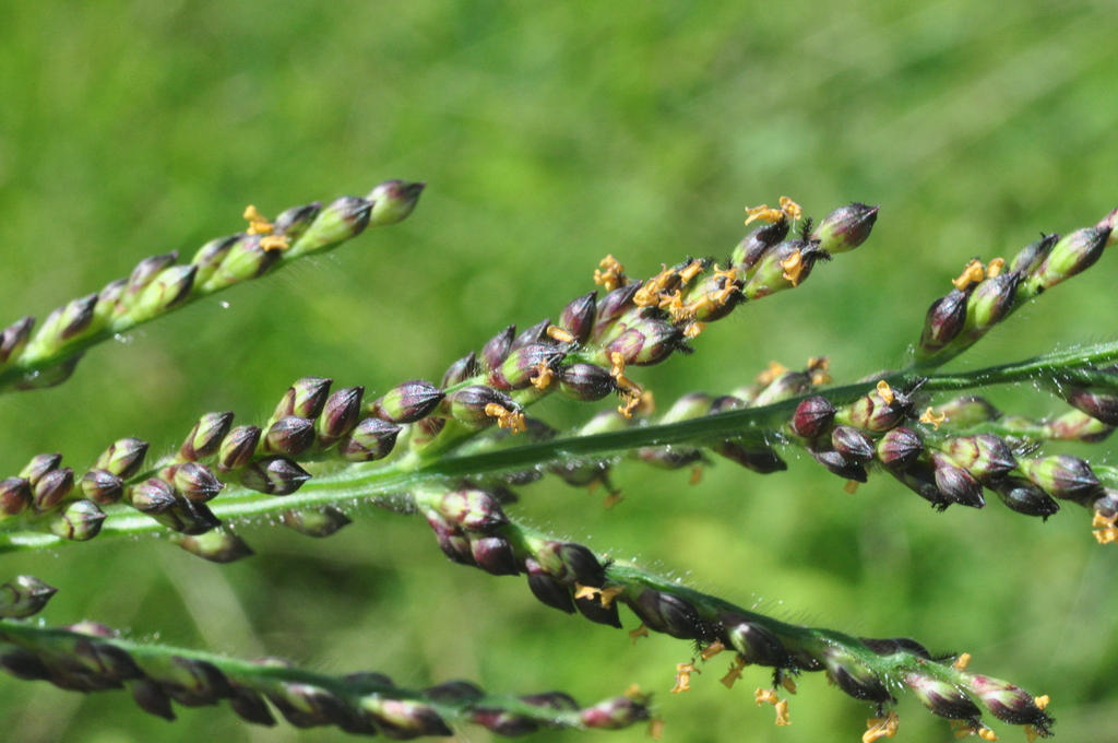 Urochloa mollis, aartjes en groeivorm in São José de Piranhas, PB, 58940-000, Brasil (2023-03-23).