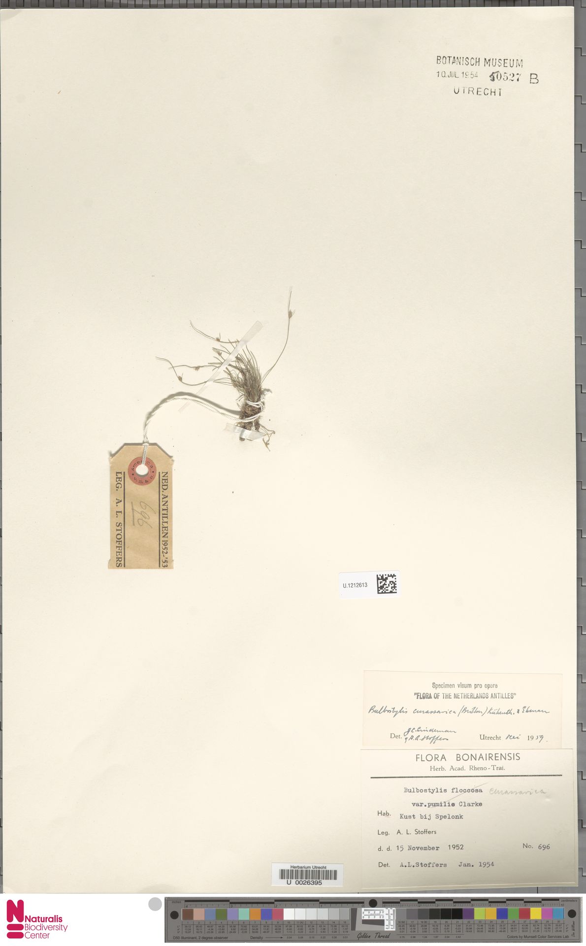 Bulbostylis curassavica — Bulbostylis curassavica